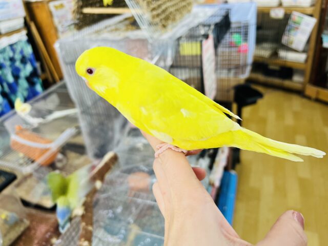 ジャンボセキセイインコ