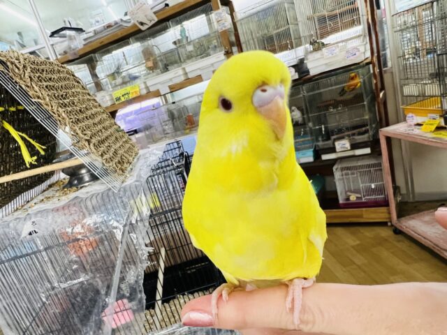ジャンボセキセイインコ