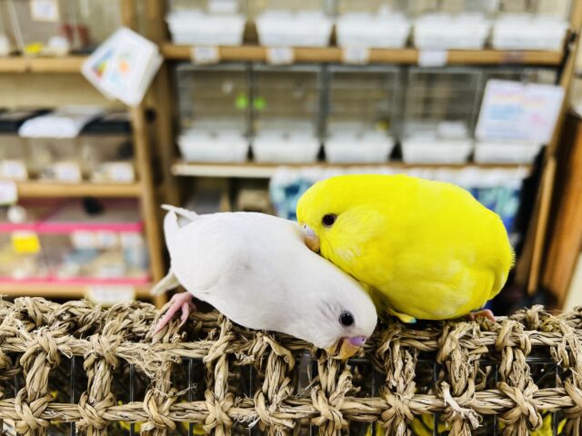 セキセイインコ