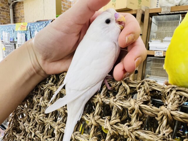 セキセイインコ