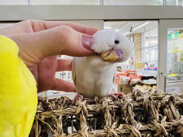 セキセイインコ