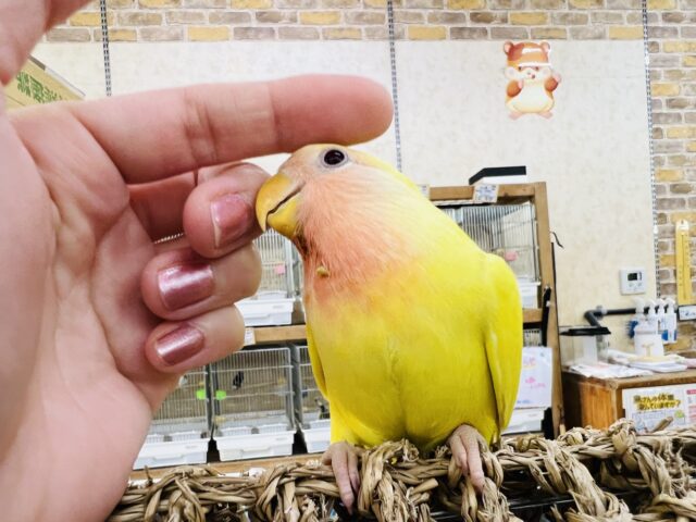 コザクラインコ（小桜インコ）
