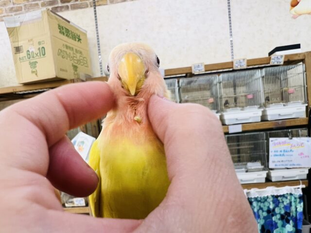 コザクラインコ（小桜インコ）