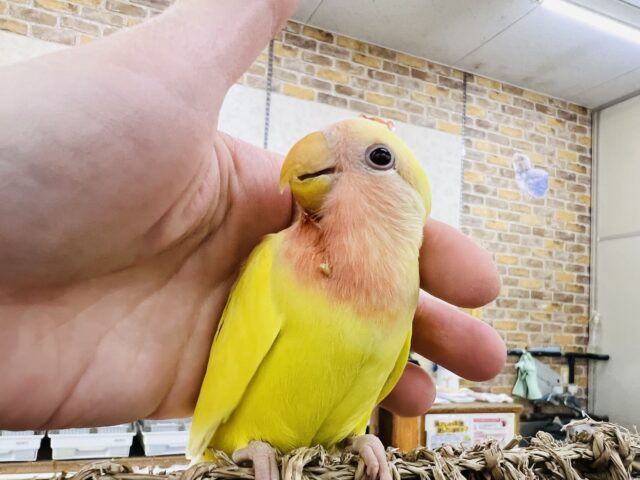 コザクラインコ（小桜インコ）