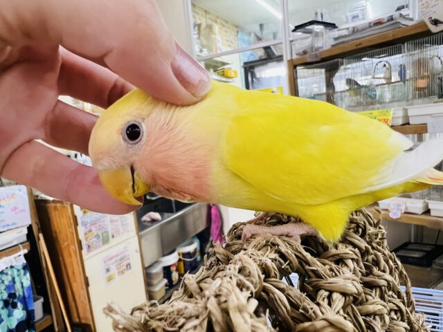 コザクラインコ（小桜インコ）