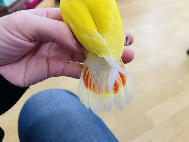 コザクラインコ（小桜インコ）
