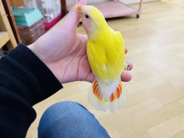 コザクラインコ（小桜インコ）