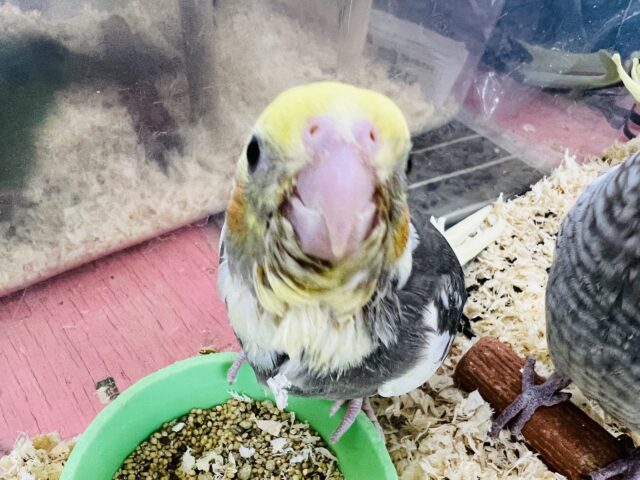オカメインコ