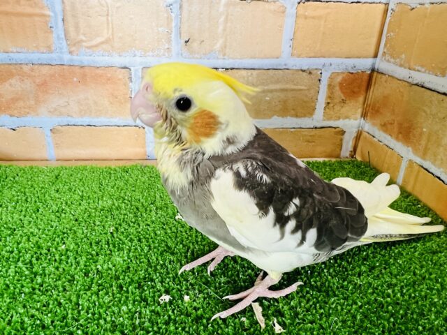オカメインコ