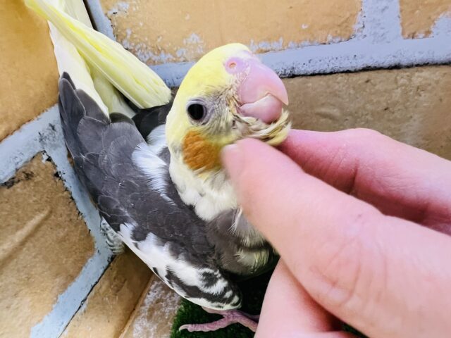 オカメインコ