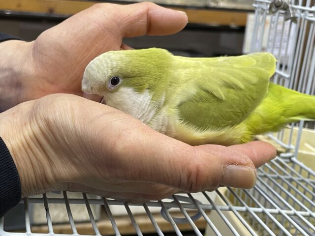 オキナインコ