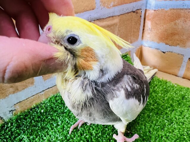 オカメインコ