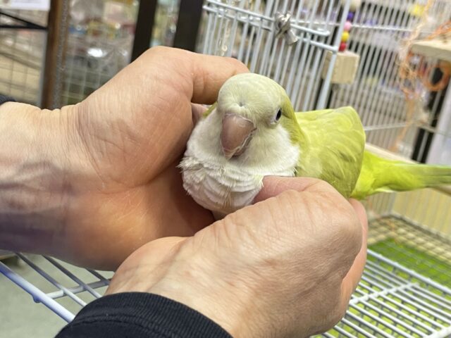 オキナインコ