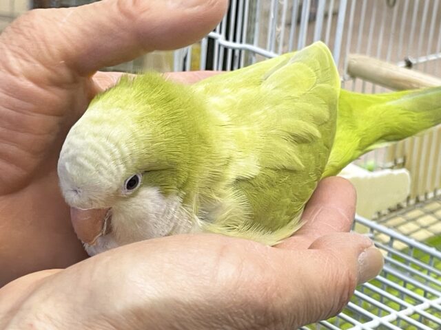 オキナインコ