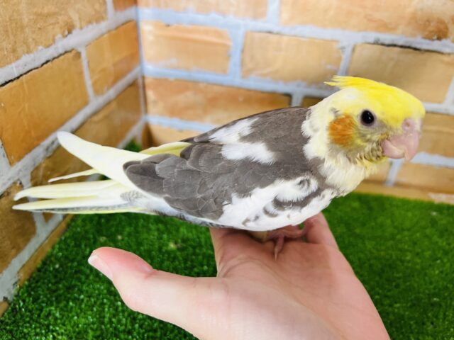 オカメインコ