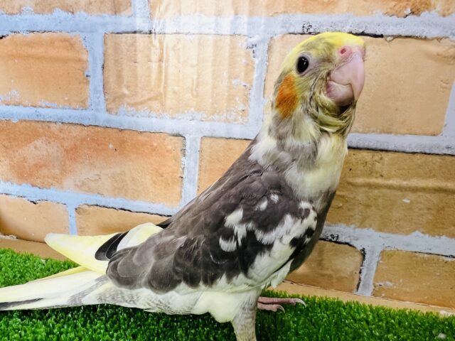 オカメインコ