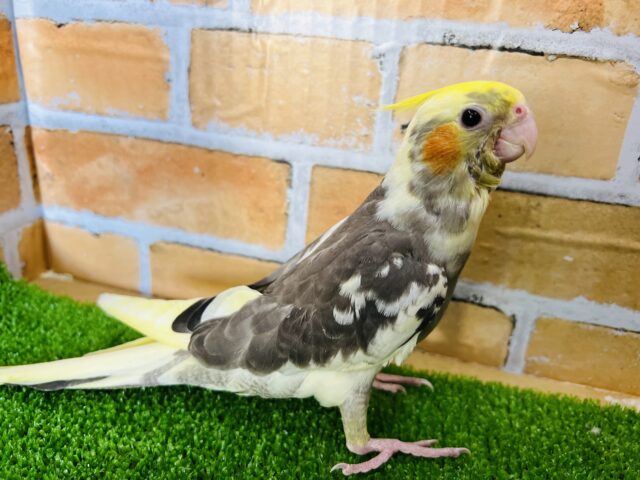 オカメインコ