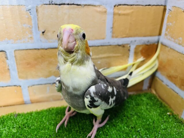 オカメインコ
