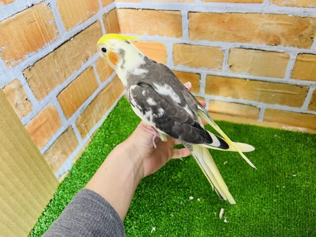 オカメインコ