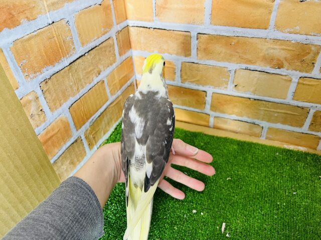 オカメインコ
