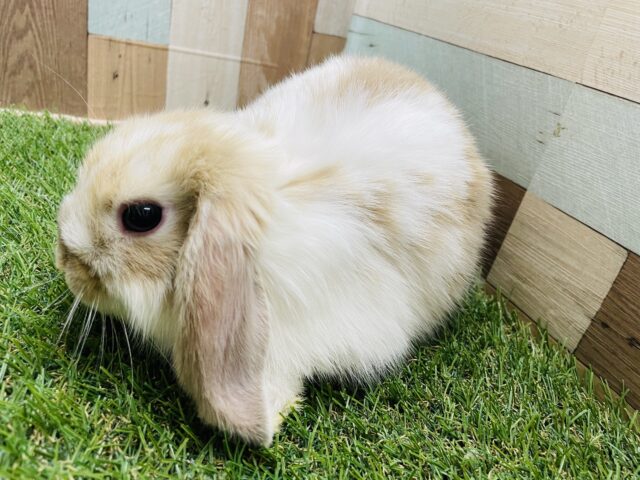 ホーランドロップ