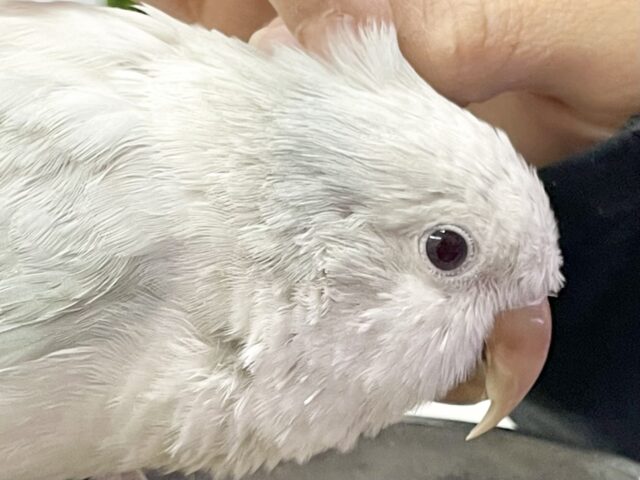オキナインコ