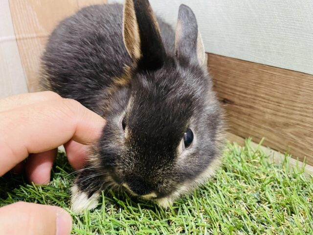 ネザーランドドワーフ