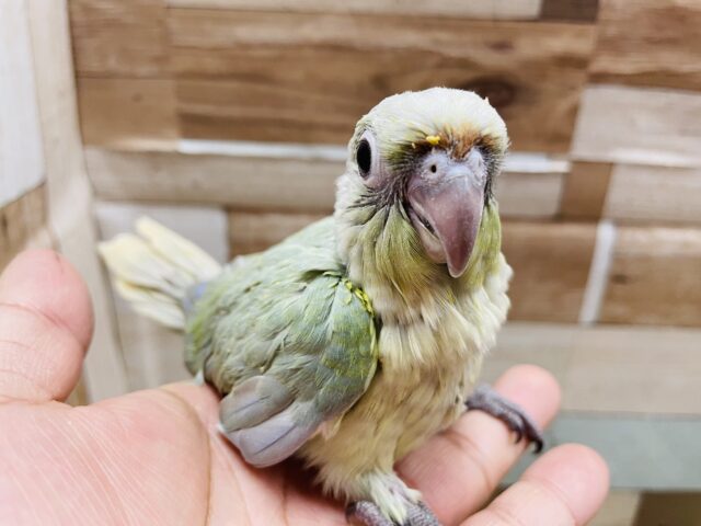 ホオミドリウロコインコ