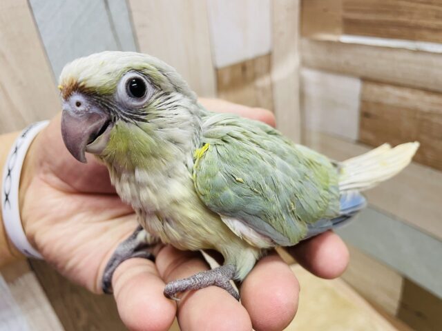 ホオミドリウロコインコ