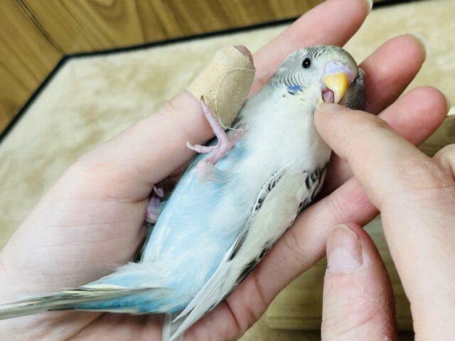 セキセイインコ