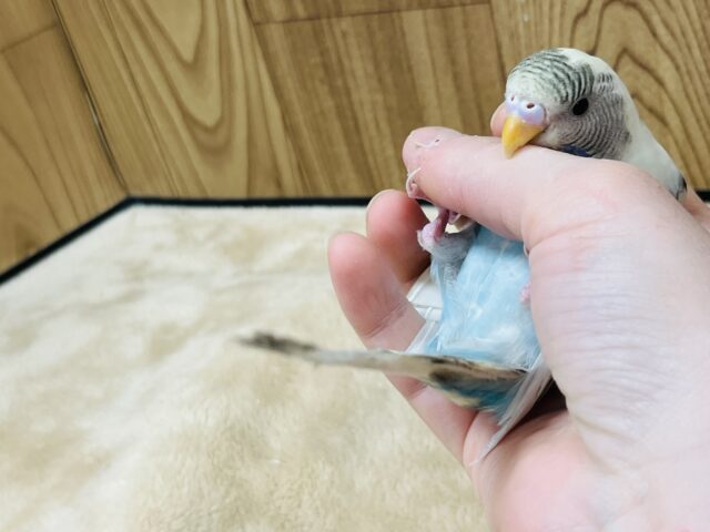 セキセイインコ