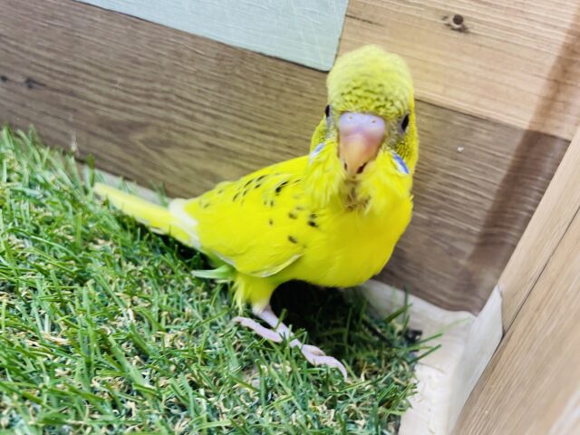 セキセイインコ