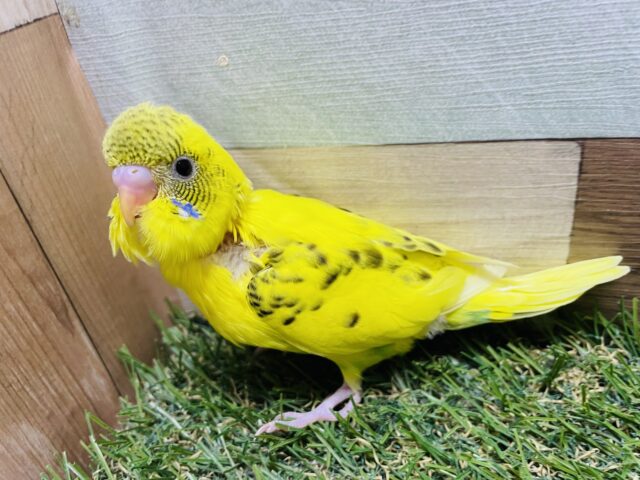 セキセイインコ