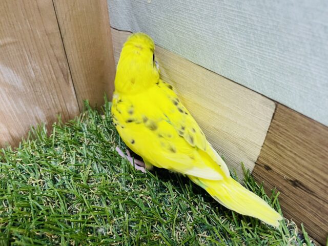 セキセイインコ