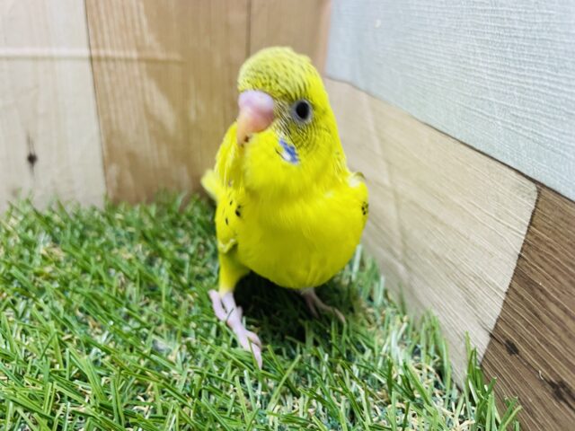 セキセイインコ