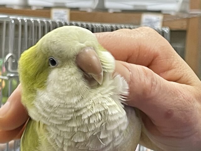 オキナインコ