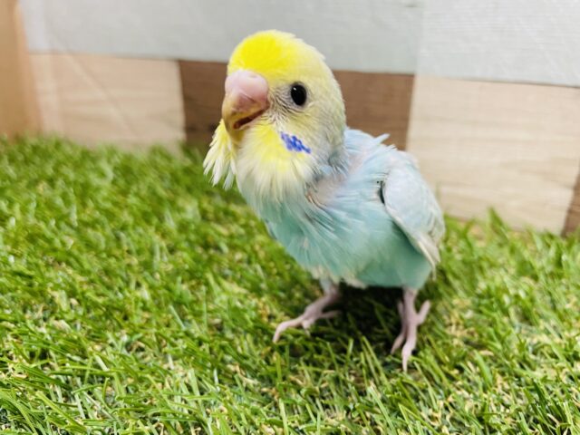 セキセイインコ