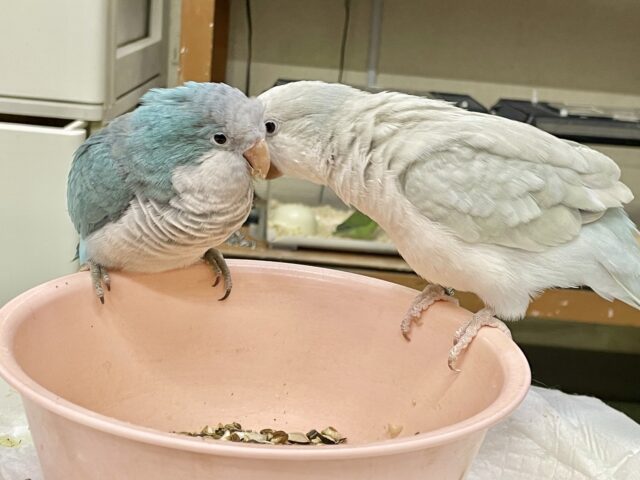 オキナインコ