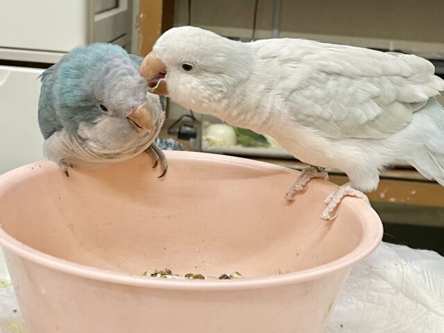 オキナインコ