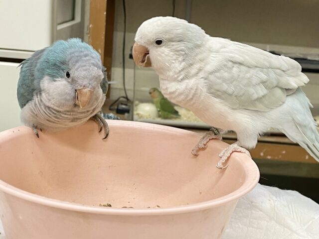 オキナインコ