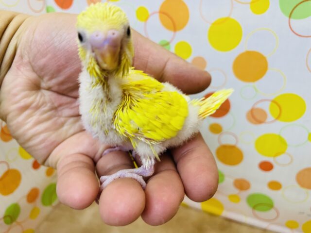 セキセイインコ