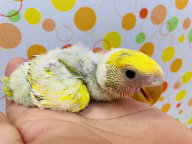 コザクラインコ（小桜インコ）