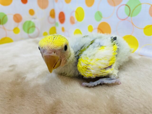 コザクラインコ（小桜インコ）