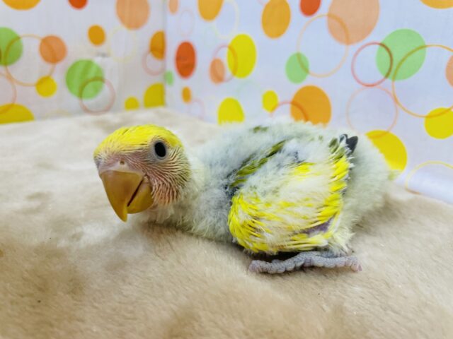 コザクラインコ（小桜インコ）