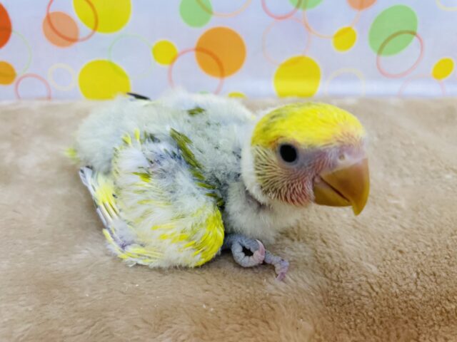 コザクラインコ（小桜インコ）
