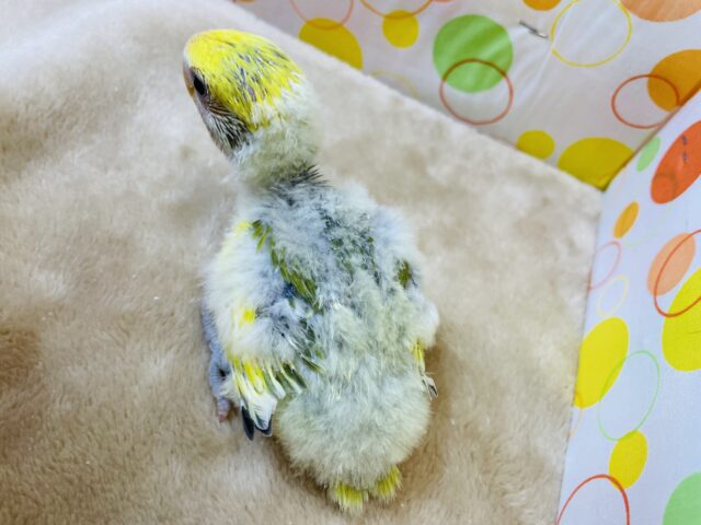 コザクラインコ（小桜インコ）
