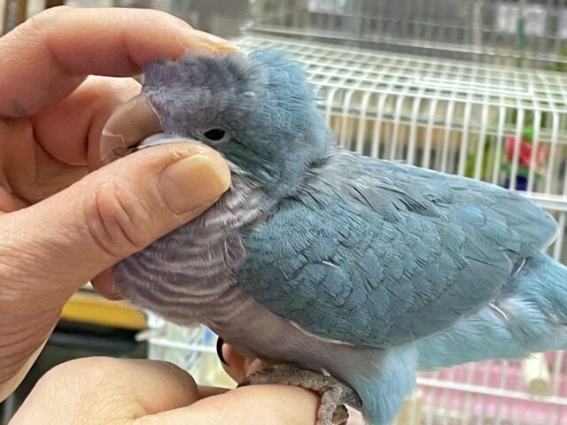 オキナインコ