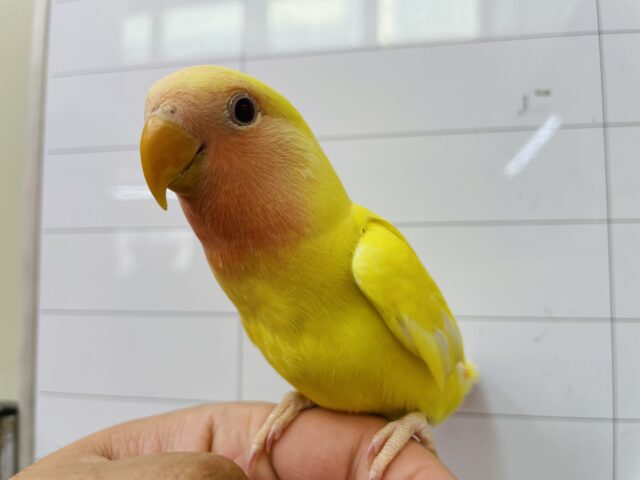 コザクラインコ（小桜インコ）