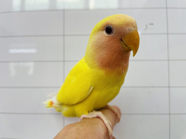 コザクラインコ（小桜インコ）