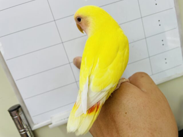 コザクラインコ（小桜インコ）